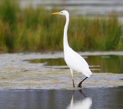 Grote Zilverreiger - Great Egret