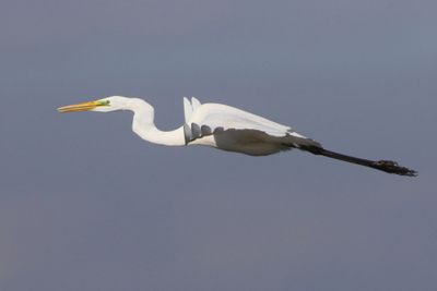 Grote Zilverreiger - Great Egret