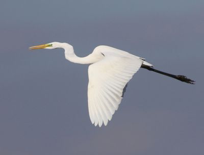 Grote Zilverreiger - Great Egret