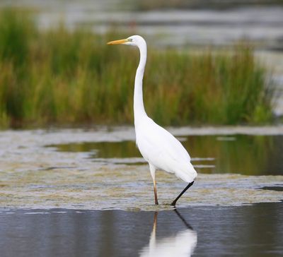 Grote Zilverreiger - Great Egret