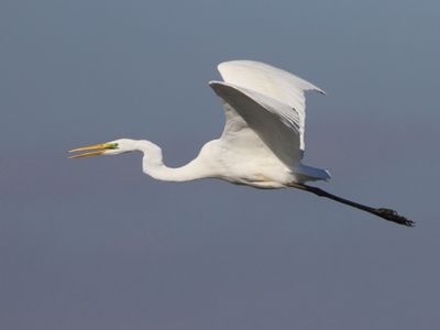 Grote Zilverreiger - Great Egret