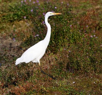 Grote Zilverreiger - Great Egret