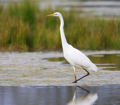 Grote Zilverreiger - Great Egret