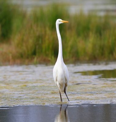 Grote Zilverreiger - Great Egret
