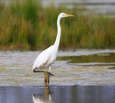 Grote Zilverreiger - Great Egret