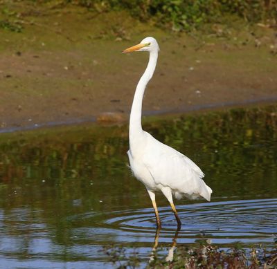 Grote Zilverreiger - Great Egret