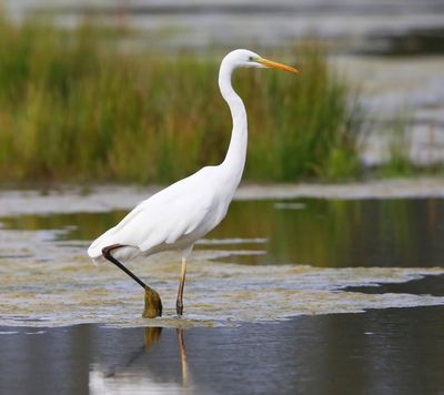 Grote Zilverreiger - Great Egret