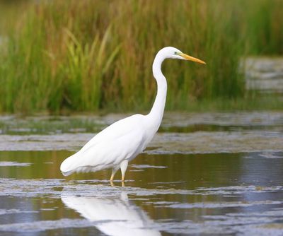 Grote Zilverreiger - Great Egret