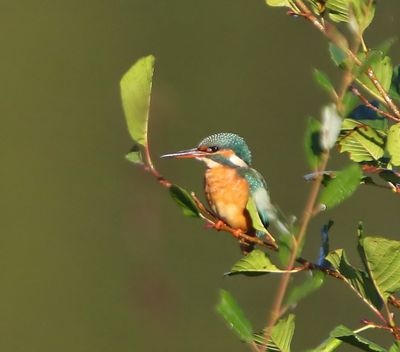 IJsvogel - Common Kingfisher