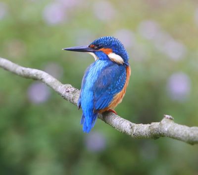 IJsvogel - Common Kingfisher