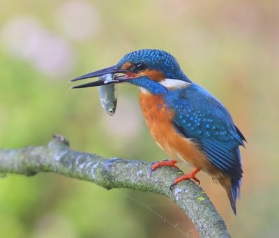 IJsvogel - Common Kingfisher