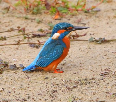 IJsvogel - Common Kingfisher