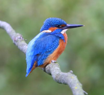 IJsvogel - Common Kingfisher