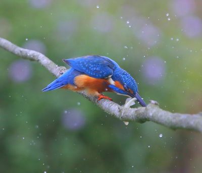 IJsvogel - Common Kingfisher