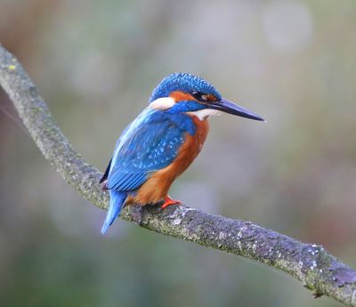 IJsvogel - Common Kingfisher