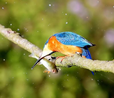 IJsvogel - Common Kingfisher