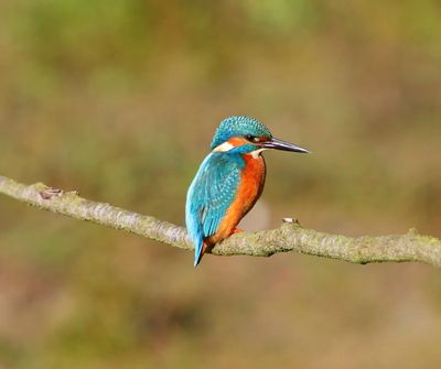 IJsvogel - Common Kingfisher