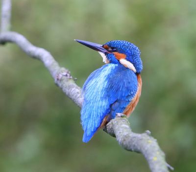 IJsvogel - Common Kingfisher