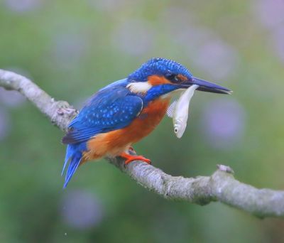 IJsvogel - Common Kingfisher