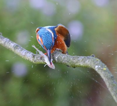 IJsvogel - Common Kingfisher