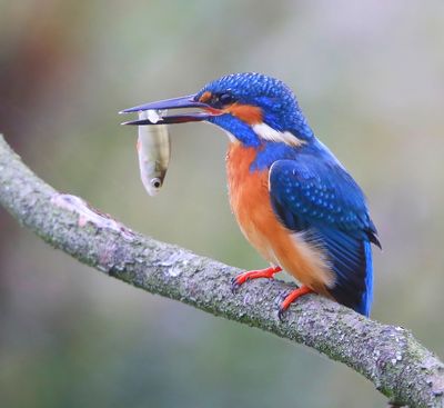 IJsvogel - Common Kingfisher