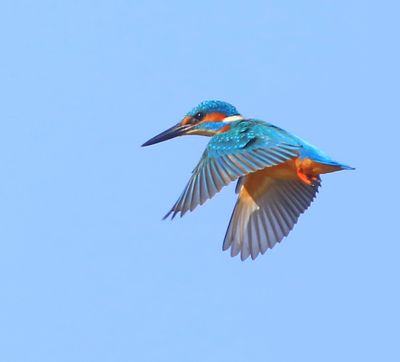 IJsvogel - Common Kingfisher