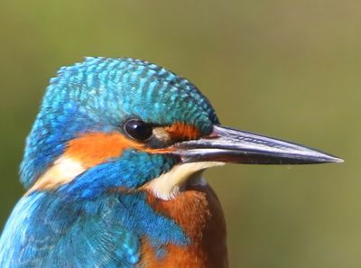IJsvogel - Common Kingfisher