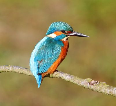 IJsvogel - Common Kingfisher
