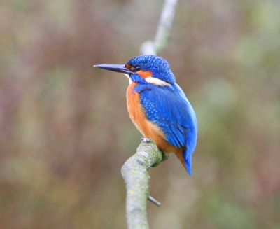 IJsvogel - Common Kingfisher