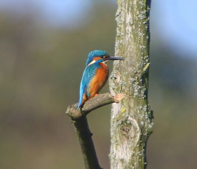 IJsvogel - Common Kingfisher