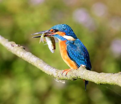 IJsvogel - Common Kingfisher