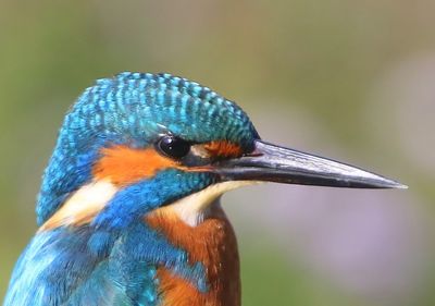 IJsvogel - Common Kingfisher
