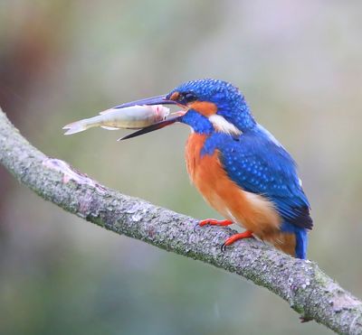 IJsvogel - Common Kingfisher