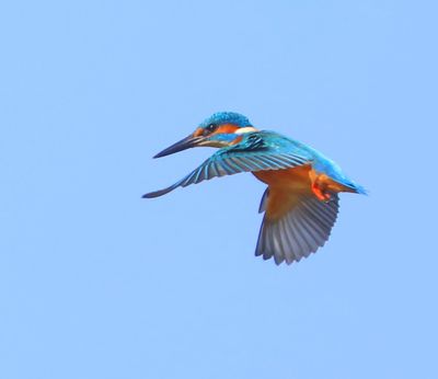 IJsvogel - Common Kingfisher