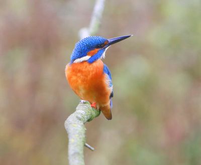 IJsvogel - Common Kingfisher