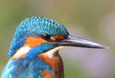 IJsvogel - Common Kingfisher