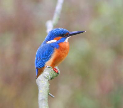 IJsvogel - Common Kingfisher