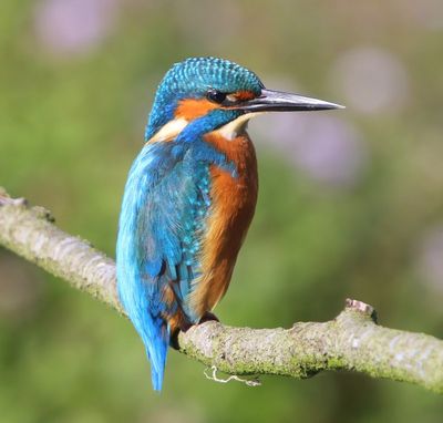 IJsvogel - Common Kingfisher