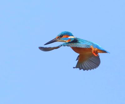 IJsvogel - Common Kingfisher