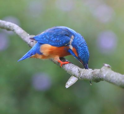 IJsvogel - Common Kingfisher