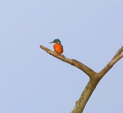 IJsvogel - Common Kingfisher