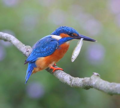IJsvogel - Common Kingfisher