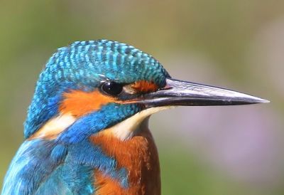 IJsvogel - Common Kingfisher