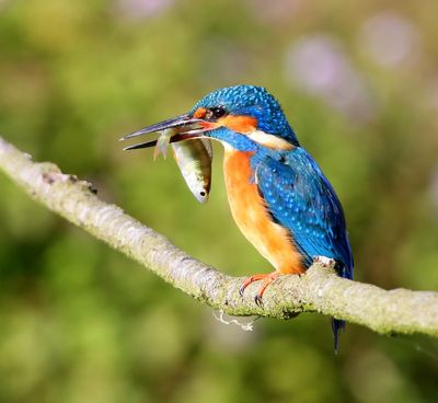 IJsvogel - Common Kingfisher