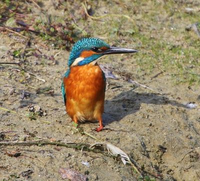 IJsvogel - Common Kingfisher
