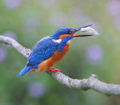 IJsvogel - Common Kingfisher