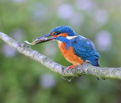 IJsvogel - Common Kingfisher