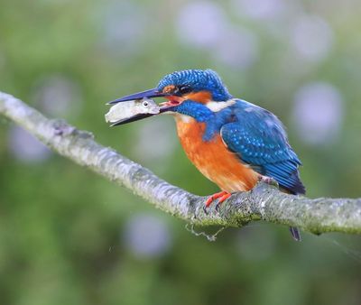 IJsvogel - Common Kingfisher