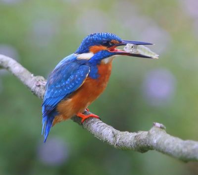 IJsvogel - Common Kingfisher