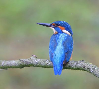IJsvogel - Common Kingfisher